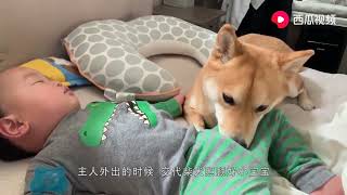 柴犬睡着听到主人回家的声音，抬头的瞬间笑喷众人：是素颜没错了