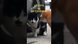 なかやまきんに君がもし、猫だったら