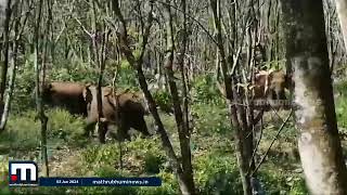 എത്ര ആനകളാ!!! പതുക്കെ പോടെ!! | Kottayam | Wild Elephant