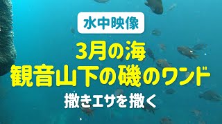 【水中映像】3月の海 観音山下の磯ワンド〜堤防まきえスペシャル海を撒く〜