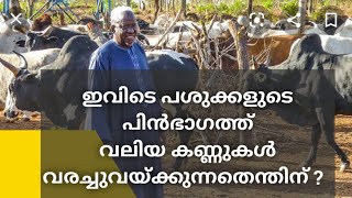 painting eyes on cows | പശുക്കളുടെ പിൻഭാഗത്ത്  വലിയ കണ്ണുകൾ വരക്കുന്നതെന്ത്കൊണ്ട്.| #cows #africa