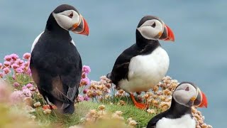 Shetland Islands: Wildlife at the Edge