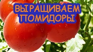 Как получить большой урожай помидоров.