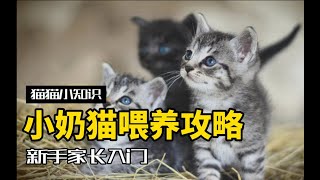 捡到小奶猫该怎么喂？亲手养大奶猫是什么体验？