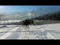 北海道十勝で本格犬ぞりツアー　dog seldding in tokachi