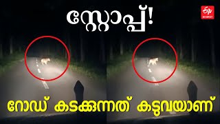 വയനാട്ടില്‍ രാത്രി പൊലീസുകാർ കണ്ടത് റോഡ് മുറിച്ചു കടക്കുന്ന കടുവയെ