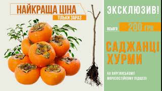 МОРОЗОСТОЙКАЯ ХУРМА, ПЛОДОНОСИТ В УКРАИНЕ | Agro-Market.ua