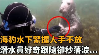 海豹緊握人類雙手不肯放！潛水員好奇跟隨，下一幕卻讓他淚流滿面..