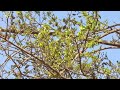 jungle cork tree holoptelea integrifolia indian elm nata karanja .