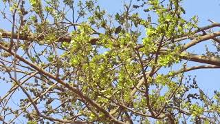 Jungle cork tree  ( holoptelea integrifolia ) /  Indian elm / Nata karanja .