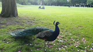 مشاوي كباب عراقي وبركر بالحديقة مع الغوالي / Barbecue burger and kebab in the park with family