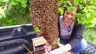 Magnifique essaim d'abeilles à Maubourguet !