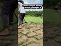 Panen rumput jepang cek, sehijau dan semenggoda ini ternyata... 💚🌏🌱🌵😍