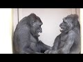 kiyomasa and annie are close siblings. キヨマサとアニーは仲良し兄妹。 3 shabani シャバーニ gorilla ゴリラ