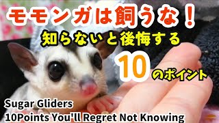 【フクロモモンガを飼いたい人へ】知らないと絶対後悔する１０のポイント