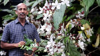 മുറ്റം നിറയെ മണിക്കൊന്ന പൂത്തപ്പോൾ| Light bulb clerodendrum| Chain of glory| Snow flower