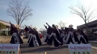 博多よさこい連 弁天さん　2016　有田 焱YOSAKOIまつり