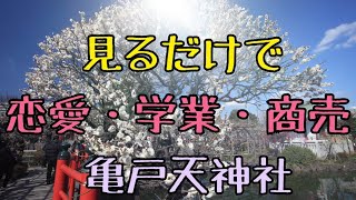 ✨見るだけで開運招福✨学業、恋愛💕成就・商売繁盛⤴️⛩️亀戸天神社