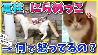 【2ch動物スレ】電柱に喧嘩を売ってしまうネコさん発見されるｗｗ