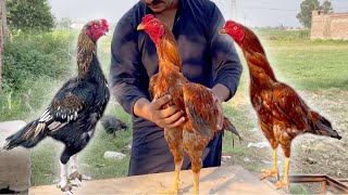 Ganju and kamalia breed birds | gujrat visit