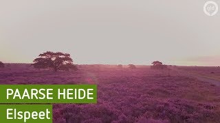 Bijzonder: Prachtige paarse heide | Elspeet