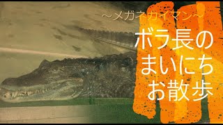 一緒にとべZOO「 ボラ長のまいにちお散歩～メガネカイマン～」