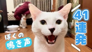 うちのにーのくんは１日でこんなに喋ります！【白黒ブチ猫】