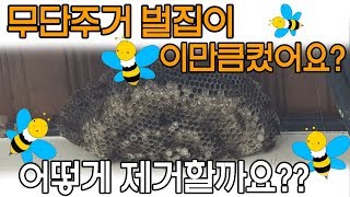 무단주거 벌집이 이만큼 자랐어요 어떻게 제거 할까요??