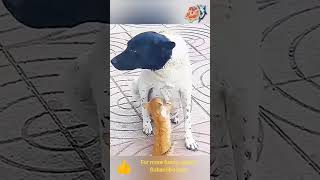 wow 😳 amazing #check #amazing #reaction #reels #respect #wonderful #dog #cat #top #best #relation