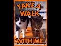 Take A Walk With Me! ... One Cat Joins Another On The Treadmill-