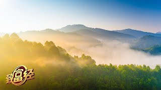 一座大山收获四份财富！他让3000亩大山化身“金山”，一年销售额高达8000多万元！|「致富经」20220508