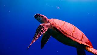 GIANT SEA TURTLES vs CORAL REEF FISH • 3 HOURS • BEST RELAX new MUSIC 2022 • 1080p HD Review  world