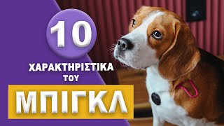 Beagle - 10 Χαρακτηριστικά του Μπιγκλ!