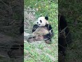 七仔和他的三个儿子#cute #panda #大熊猫