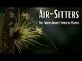 Air-Sitters: The Truth About Epiphytic Plants