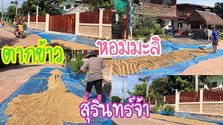 ตากข้าว วิถีชีวิตชาวนา