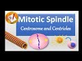 Spindle, Centrosome, centrioles,  chromosomal segregation