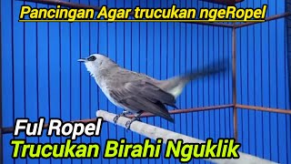 trucukan gacor  ROPEL PANJANG Suara Birahi Ngecuplik Pancingan Trucukan Lain Agar Nyaut