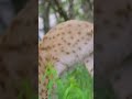 lynx climbs tree in the wild what is your favorite big cat shorts