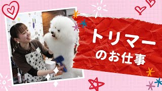 トリマー直伝！わんちゃんをかわいく★ペットカット講座【国際ペットワールド専門学校】