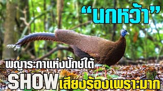 นกหว้า กับฉายา พญาระกา  ราชาไก่ผู้ยิงใหญ่ สถานะใกล้สูญพันธ์ โชว์พลังเสียงร้องก้องป่าน่าตะลึง!!