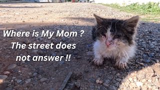 Poor kitten needs help, makes us trust her and tries to run away from us.