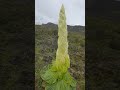 这个可不是大白菜，是一种稀有高原植物this is not cabbage it s a rare plateau plant