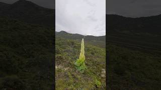 这个可不是大白菜，是一种稀有高原植物This is not cabbage, it's a rare plateau plant