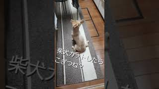 柴犬カットしたらこぎつね？【ポメックスのクリンくん】