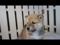 三重県柴犬ブリーダー子犬販売｜赤柴メス｜padog中部