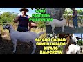 GOAT FARMING PHILIPPINES KAMBING NA HINDI PALA BUNTIS / MATABA LANG / AYAW MAG LANDE