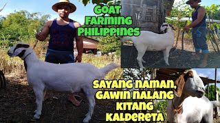 GOAT FARMING PHILIPPINES KAMBING NA HINDI PALA BUNTIS / MATABA LANG / AYAW MAG LANDE