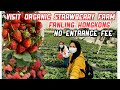 STRAWBERRY FARM AT FANLING HONGKONG || SELF PICKING || HOW TO GET THERE || NO ENTRANCE FEE