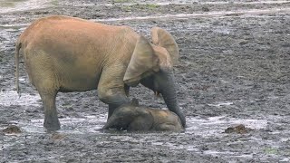 Tembo Maajabu Yao Utashangaa Elephants Facts Will Shock You Most Amazing Creatures In The World